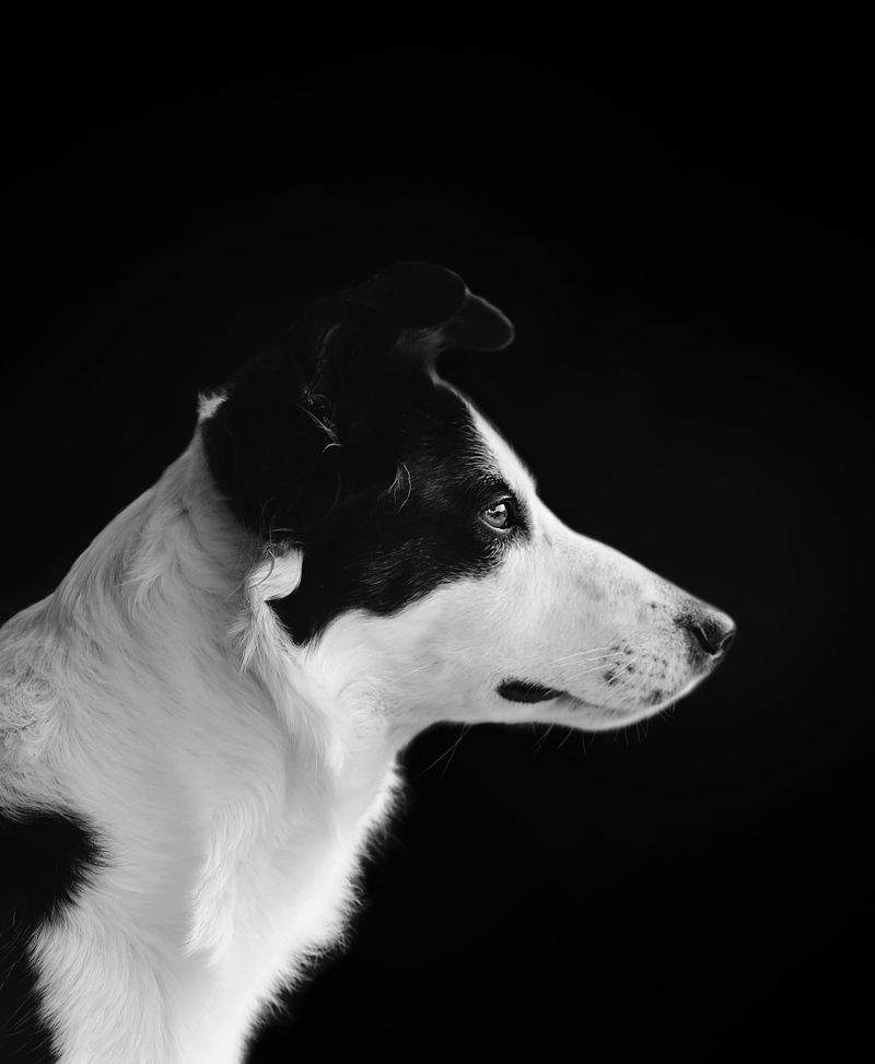 高齢犬向けケアサポート